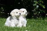 BICHON FRISE 613